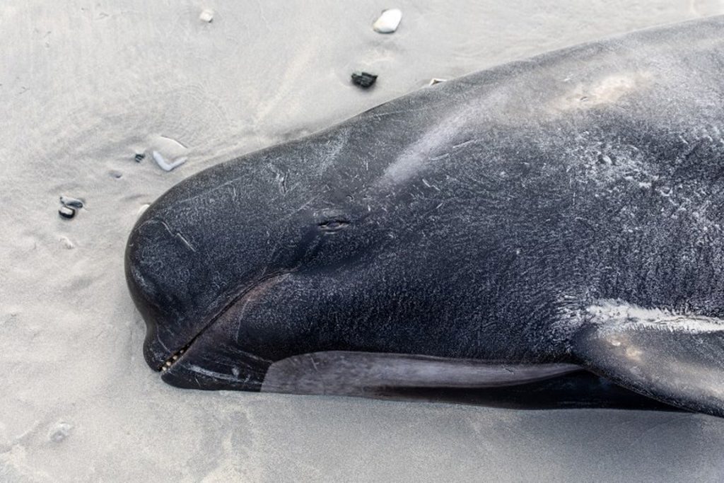 Seventy pilot whales stranded on Western Australian beach