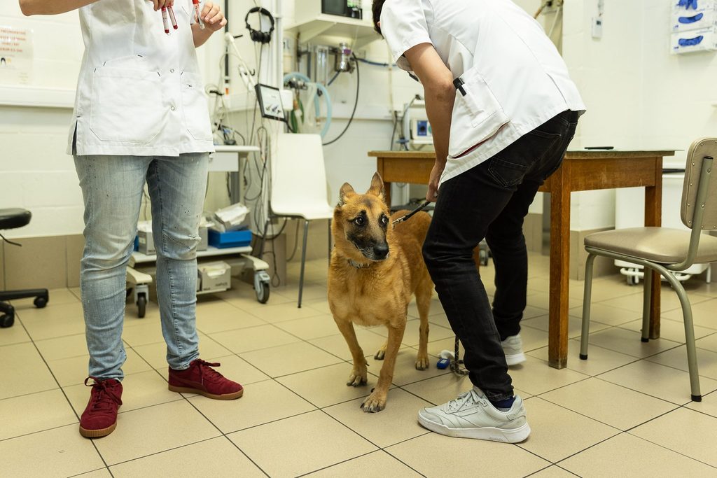 'Significant costs for pet owners': Belgium considers VAT reduction on veterinary care