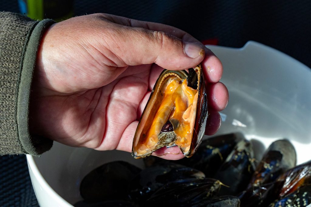 Belgium receives first-ever mussels harvest from controversial North Sea farm