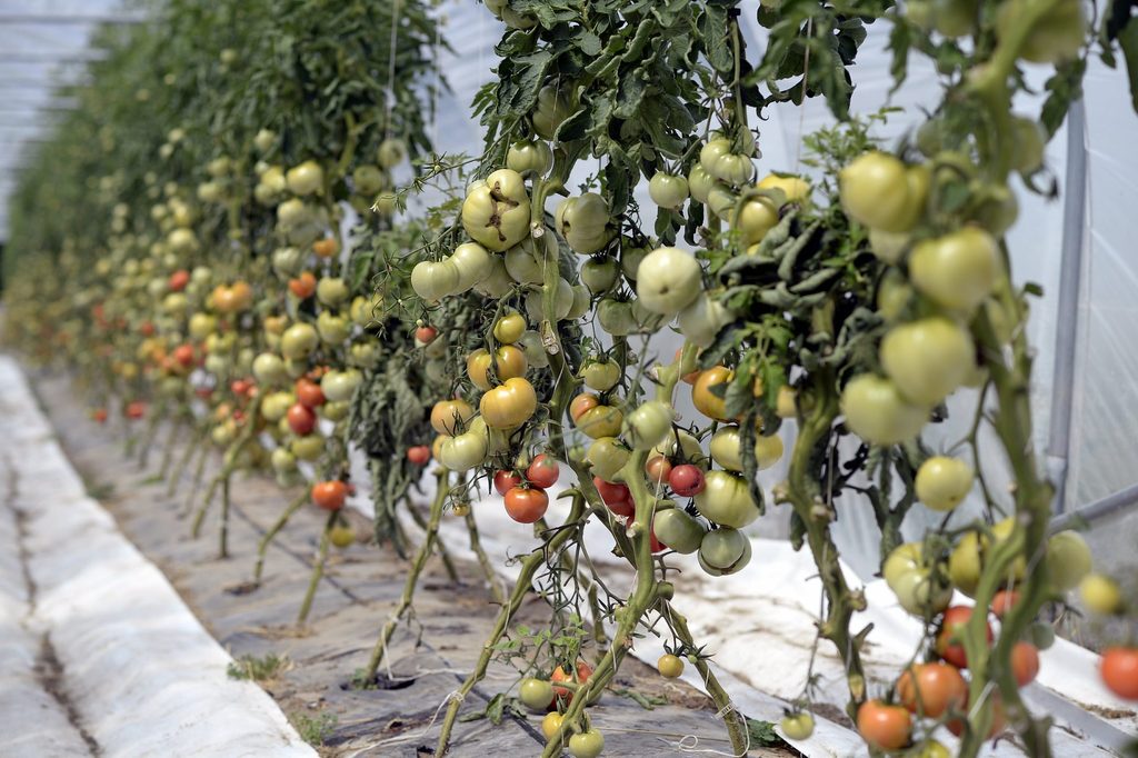 Flemings bought bio more frequently in 2024 than the year before