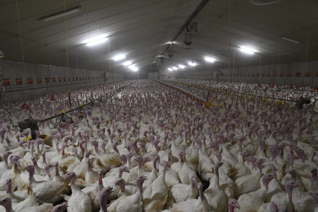 Bird flu outbreak detected on West Flanders turkey farm