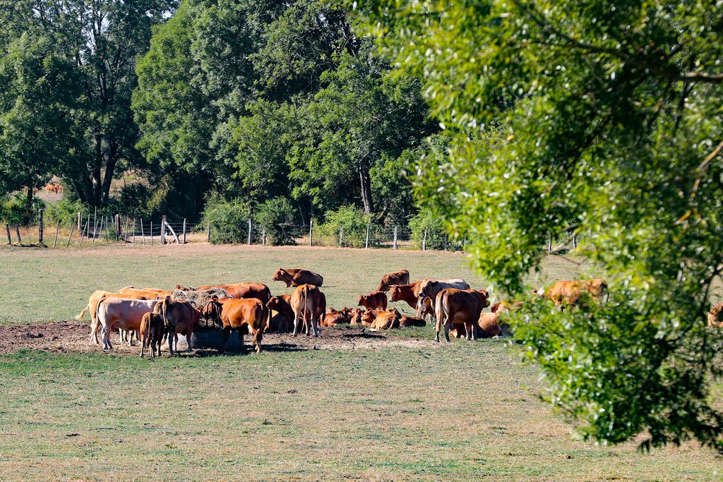 Climate change affects 77% of Walloon farmers, study shows