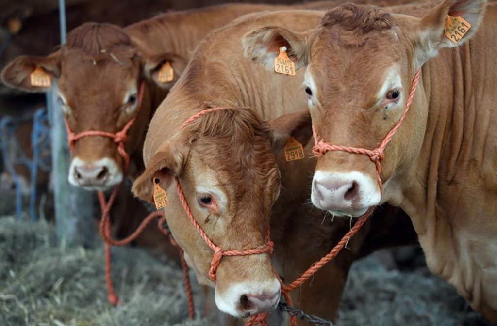 Belgian agriculture is greying, masculine and focused on livestock farming