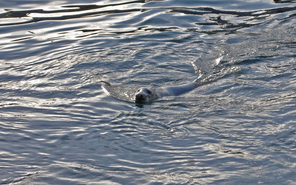 Seal spotted in Bruges canal