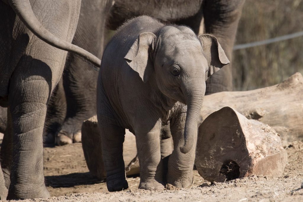 Pairi Daiza zoo announces death of elephant calf