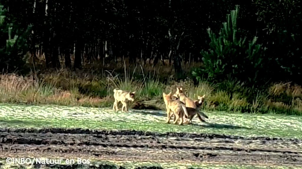 Wolf cub filmed by Flemish photographer in Limburg