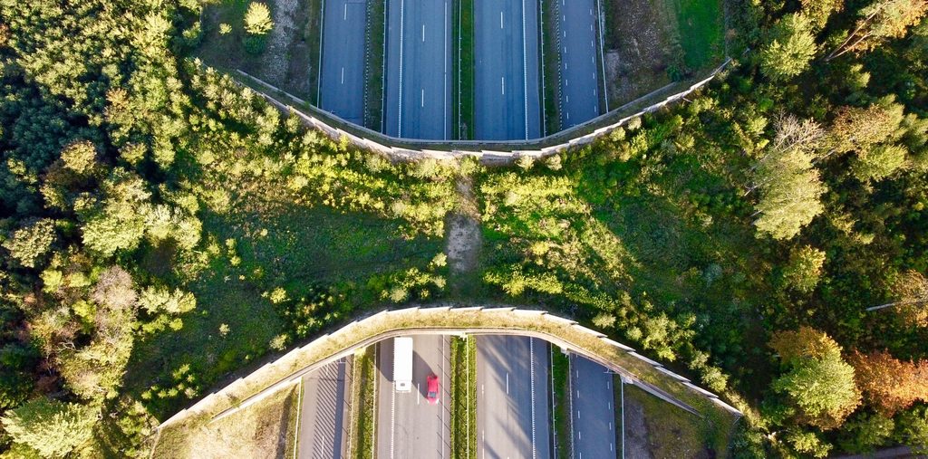 Wallonia must invest into new wildlife crossings