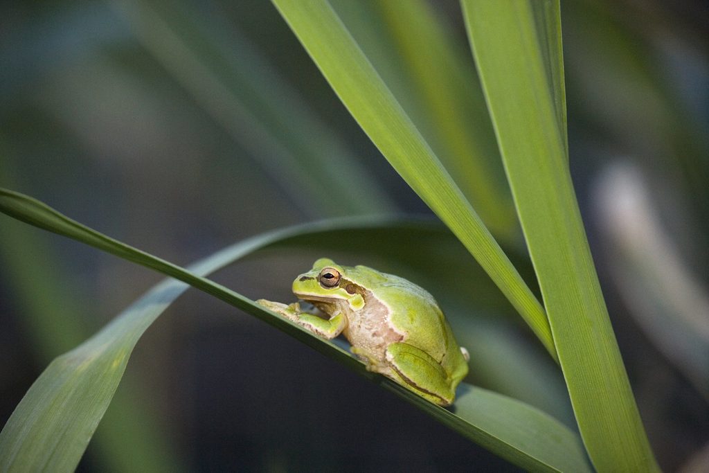 Once facing extinction, tree frogs make triumphant return
