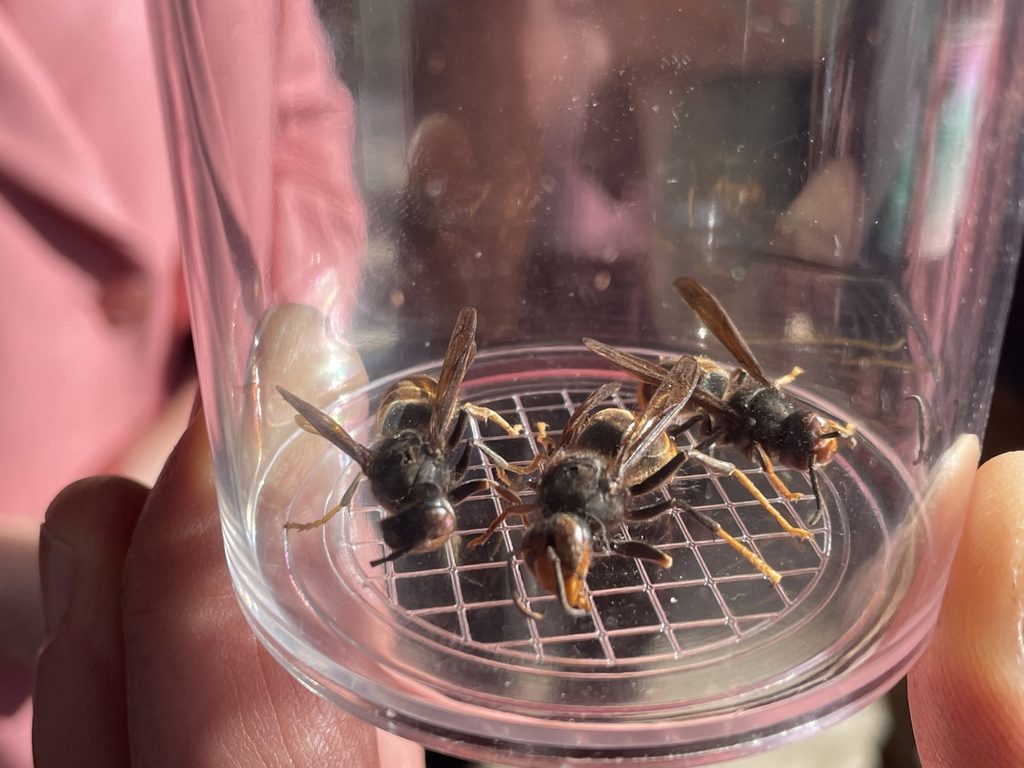 Asian hornets increase workload for Brussels fire brigade