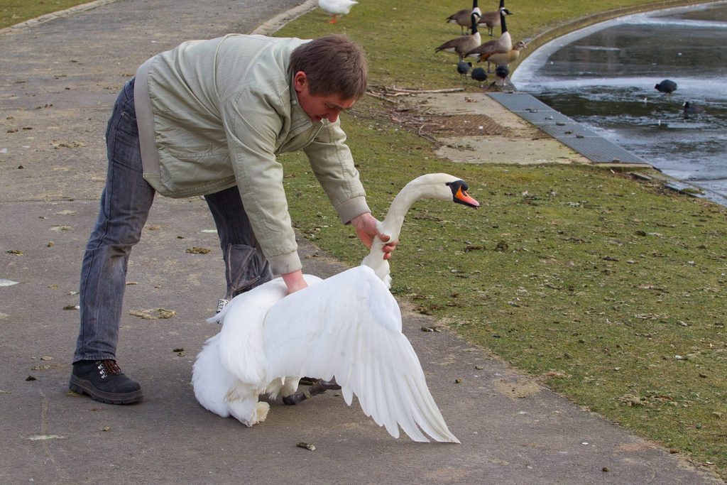 Stolen for eating or breeding: Disappearance of Brussels swans probably unnatural