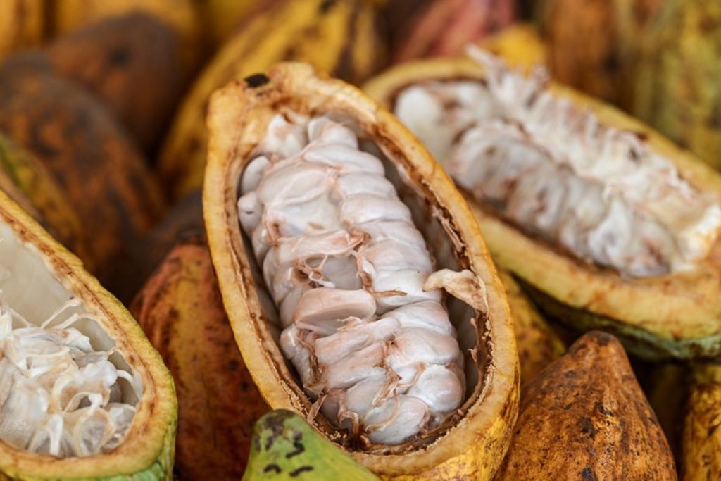 Cocoa trade is far too unsustainable, UCLouvain study finds