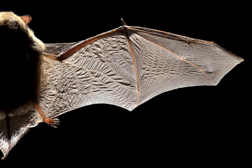 Discover 20 species: Brussels to host bat observation events