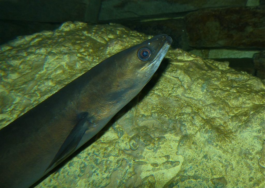 European police launch crackdown on eel traffickers
