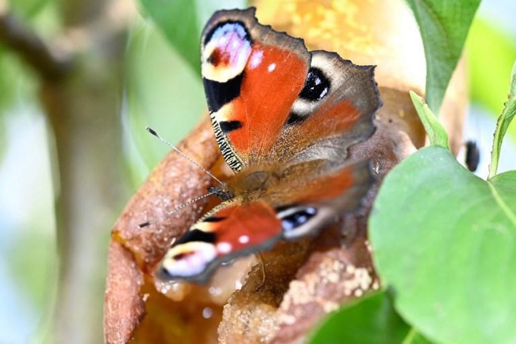 Fewer gardens take part in this year's butterfly count