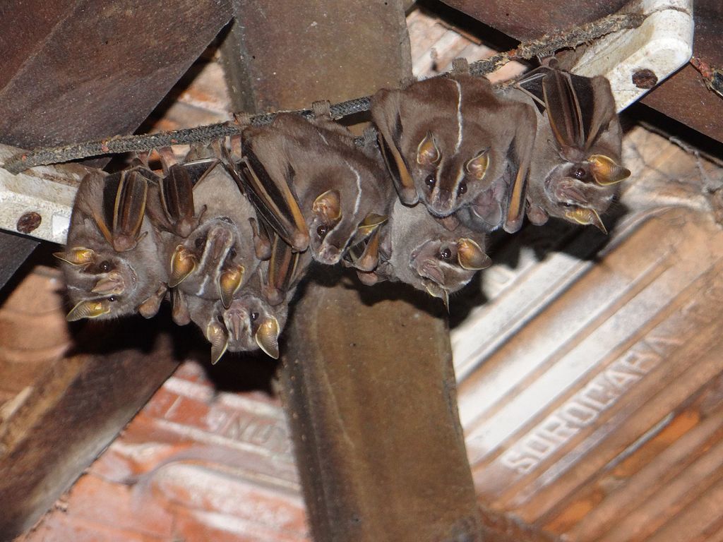 Restoring a building? You might need a bat expert