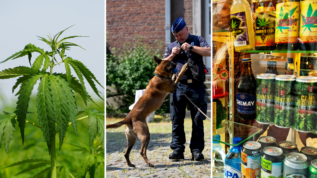 Belgium in Brief: Will we learn from our neighbours and decriminalise cannabis?