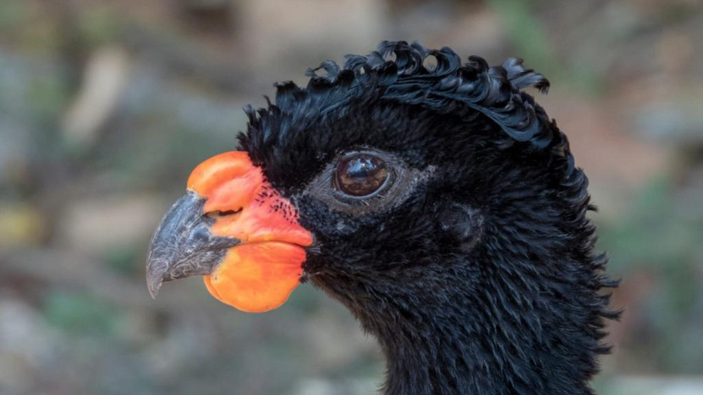 'We never give up': Belgian ornithologists save bird species from extinction