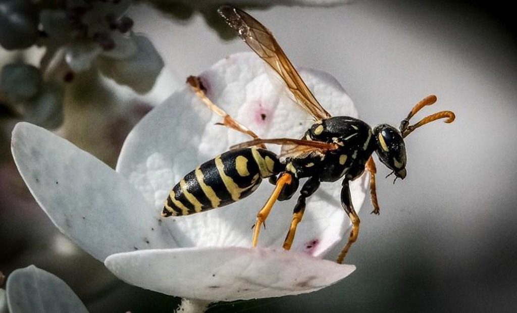 Fewer wasps and butterflies this summer cause alarm