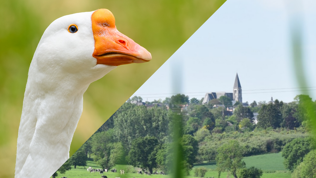 Goose decapitation by sabre: The gruesome custom of a Walloon town