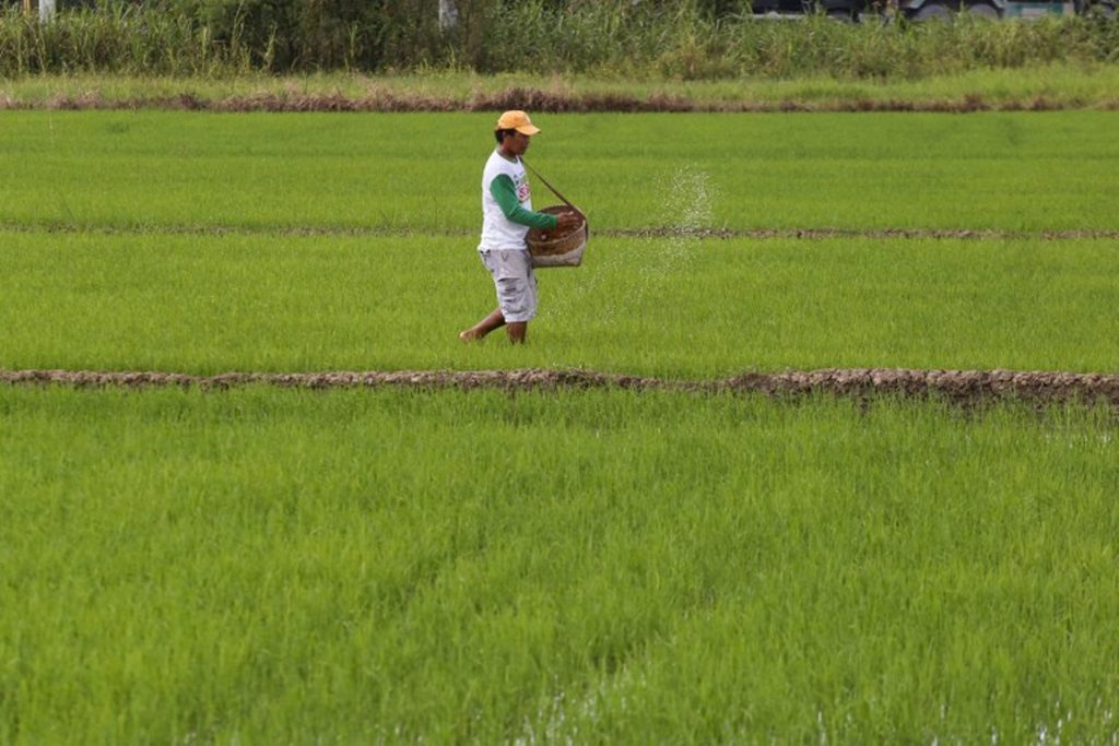 Rice prices reach highest in 15 years