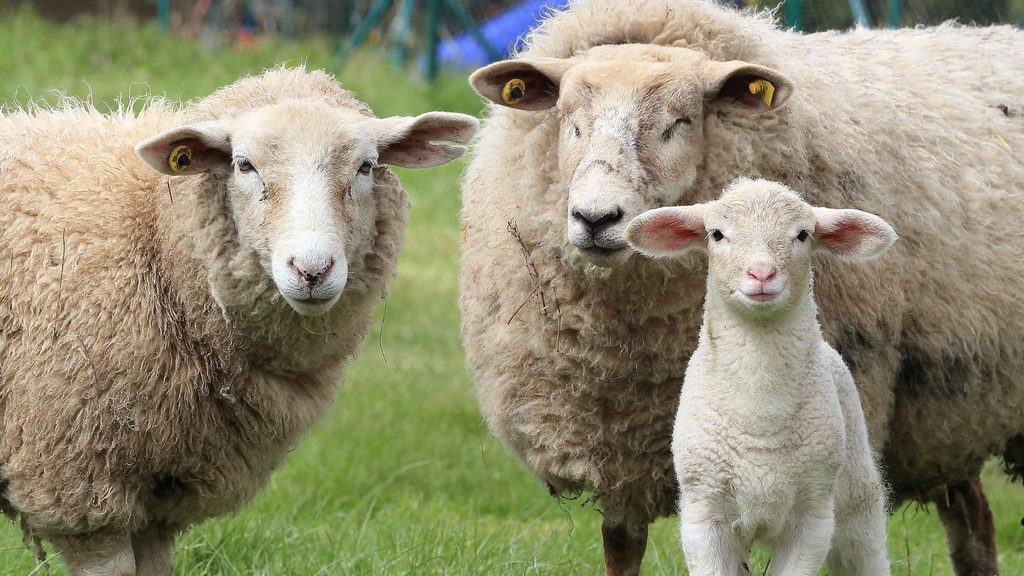 Living the high life: Herd of sheep grazes on 300 kilograms of cannabis