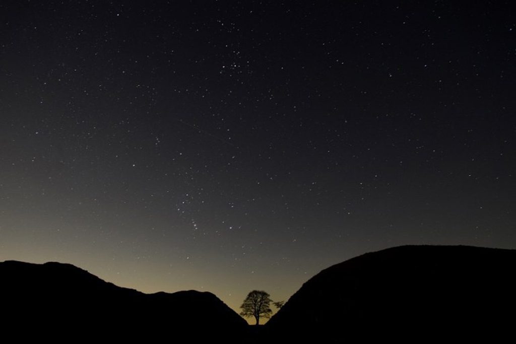 One of the UK's most famous trees 'deliberately felled'