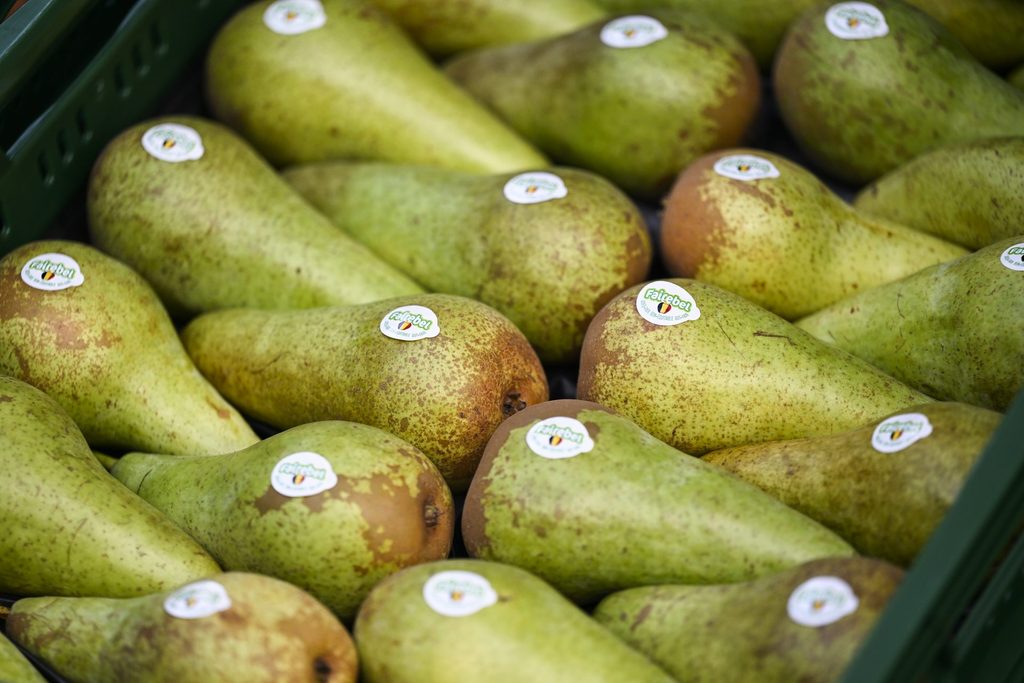 Flemish researchers harness AI to tackle climate change impact on pear production