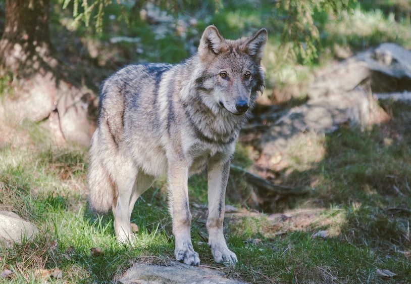 Beware of wolves: EU opens up for hunting of protected species