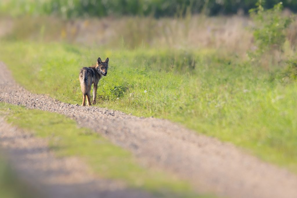 Third wolf pack spotted in the High Fens