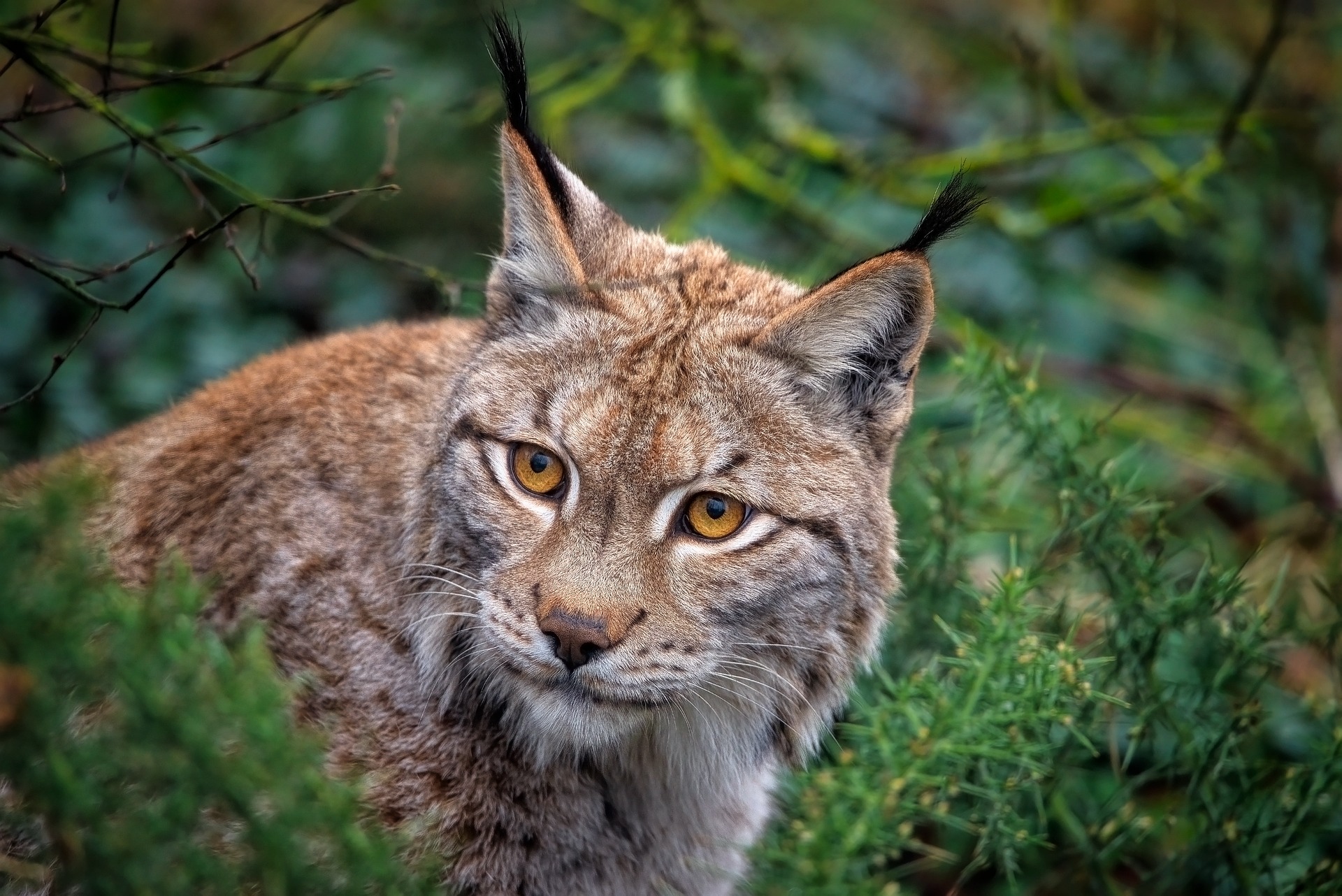 'Return of the big feline': Belgium has room for 75 lynx in the wild