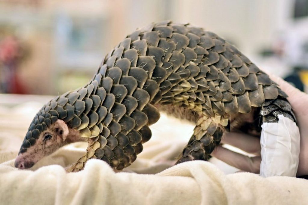 Scientists discover a new species of pangolin