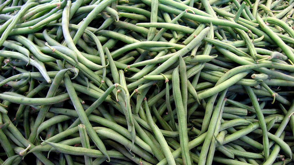 Green beans: Exceptional yield leads to pricing eclipse of yellow cousins