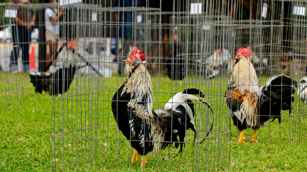 70-year-old farmer sentenced for sabotaging rooster crowing contest