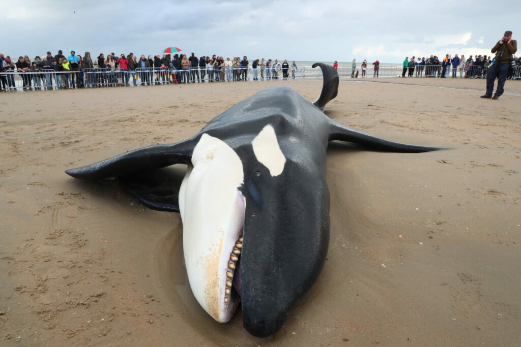 Orca washes up on Belgian beach