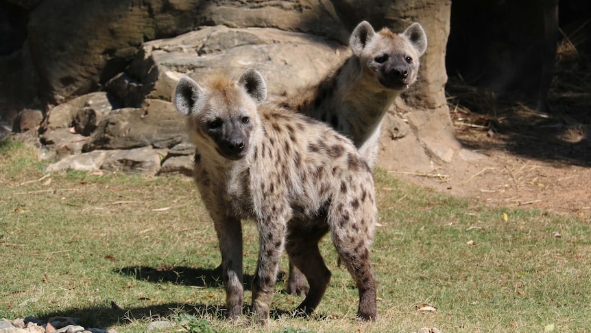Hyenas briefly escape from Belgian zoo