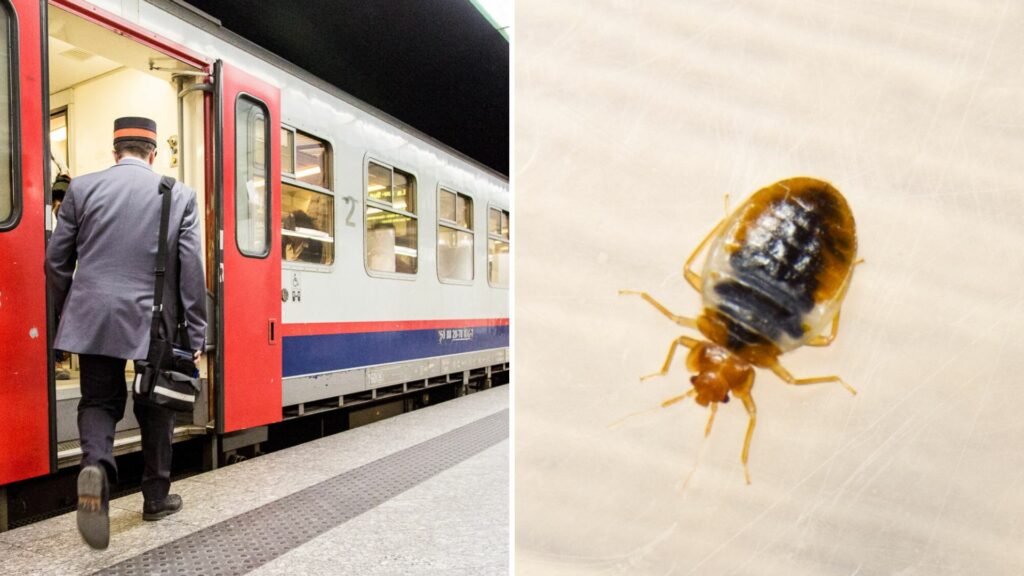 Bedbug hysteria: Cases up by 30% in Belgium as SNCB remains 'vigilant'