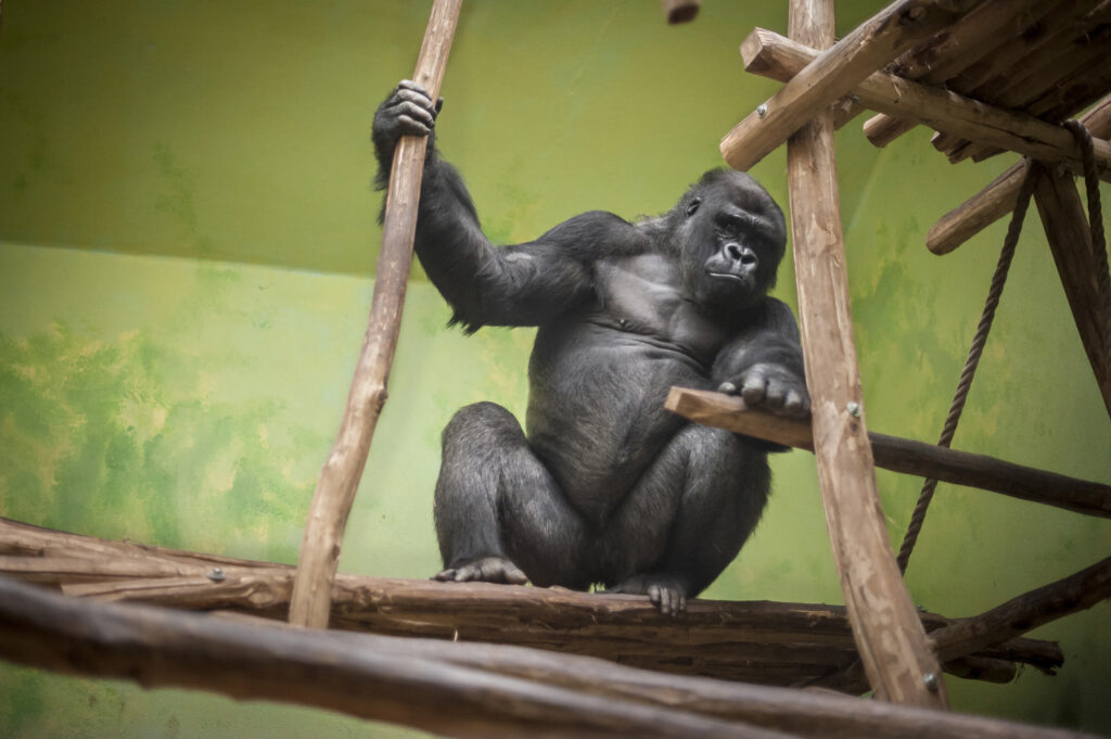 Matadi the gorilla dies at Antwerp Zoo at the age of 20