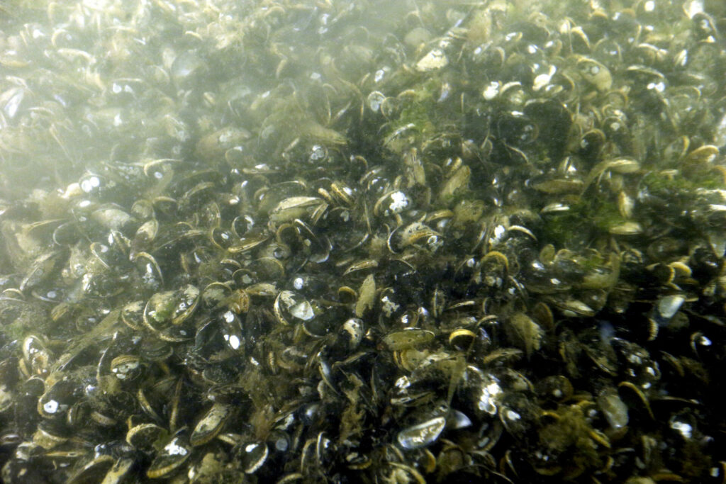 Mussel reefs prove effective in coastal flooding protection