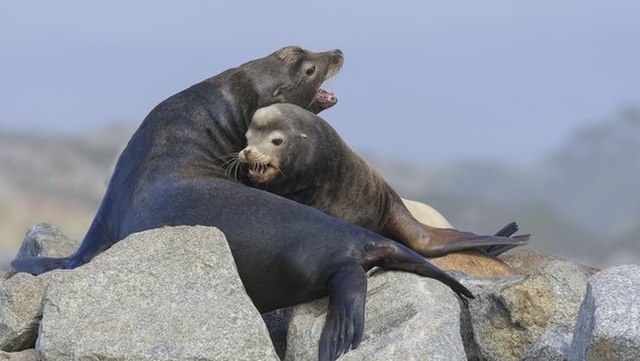 Brazil-Uruguay: Deaths of over 500 seals, sea lions, blamed on bird flu