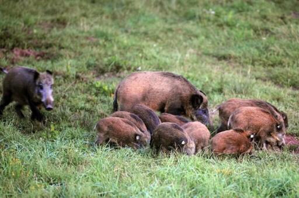 Wallonia continues its fight against wild boar overpopulation