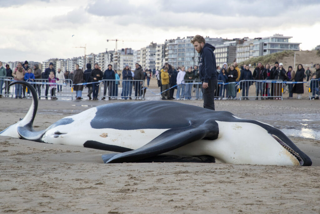 Washed-up orca on Belgian beach: Autopsy could not find cause of death