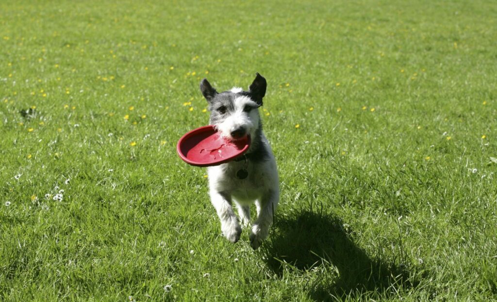 Namur inaugurates first dog park