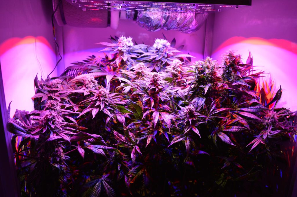 Bailiff stumbles upon large illicit cannabis plantation
