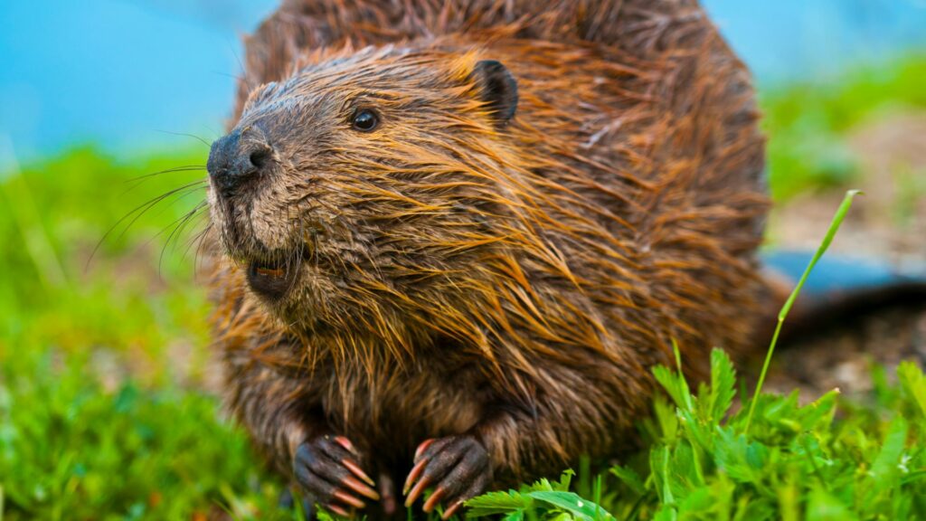 'Barbaric acts': Trial underway for beaver killings in Wallonia