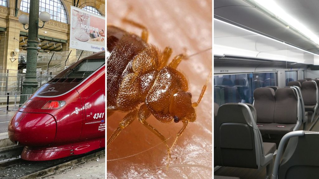 Belgium in Brief: The pests that love to travel as much as we do