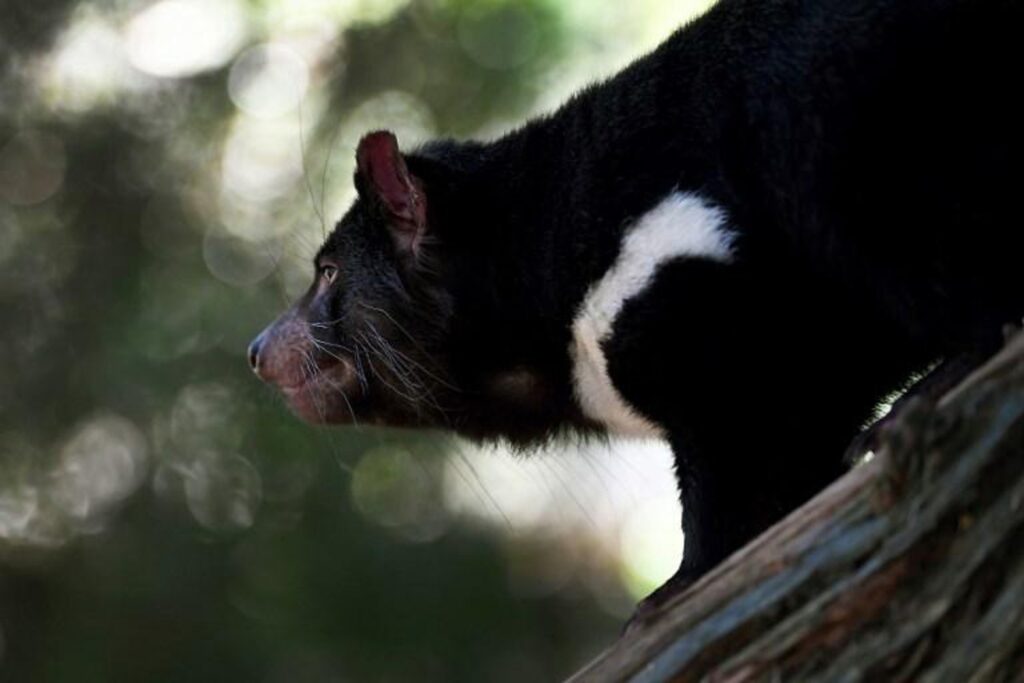 Two Tasmanian devils move into Pairi Daiza