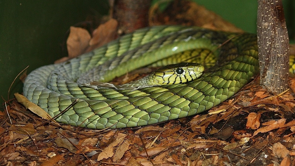 Venomous green mamba on the loose in the Netherlands