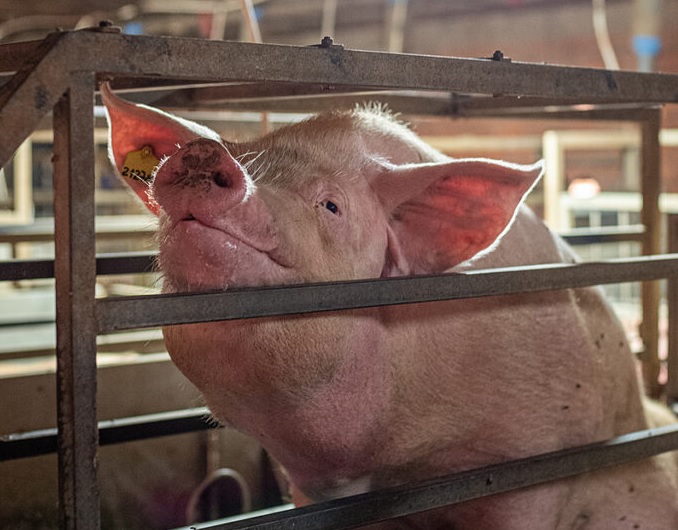How improving animal welfare could serve the EU project