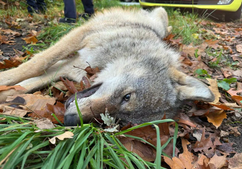 Fourth wolf killed on hazardous Flemish motorway