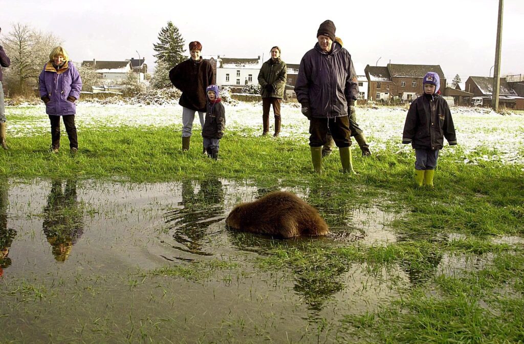 Wallonia's beaver population is increasing steadily, studies show